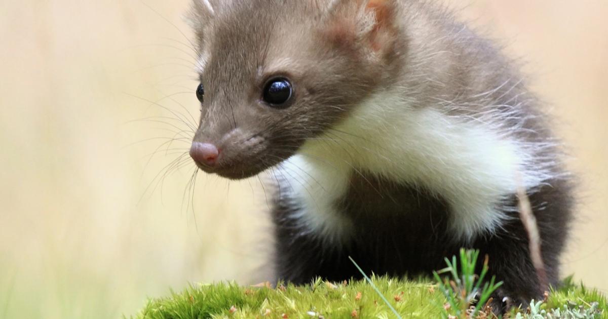 Marder vertreiben Liebe Deinen Garten